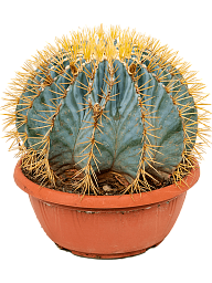 Cute Blue Barrel Cactus Ferocactus glaucescens Indoor House Plants