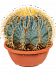 Cute Blue Barrel Cactus Ferocactus glaucescens Indoor House Plants