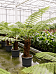 Lush Soft Tree Fern Dicksonia antarctica Tall Indoor House Plants Trees