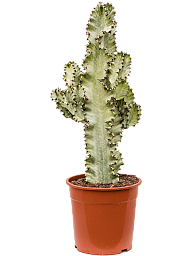 Fancy Cowboy Cactus Euphorbia ingens marmorata Indoor House Plants