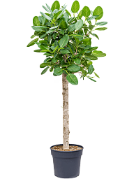 Lush Banyan Fig Ficus benghalensis 'Audrey' Indoor House Plants