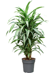 Easy-Care Corn Plant Dracaena fragrans 'Ulises' Tall Indoor House Plants Trees