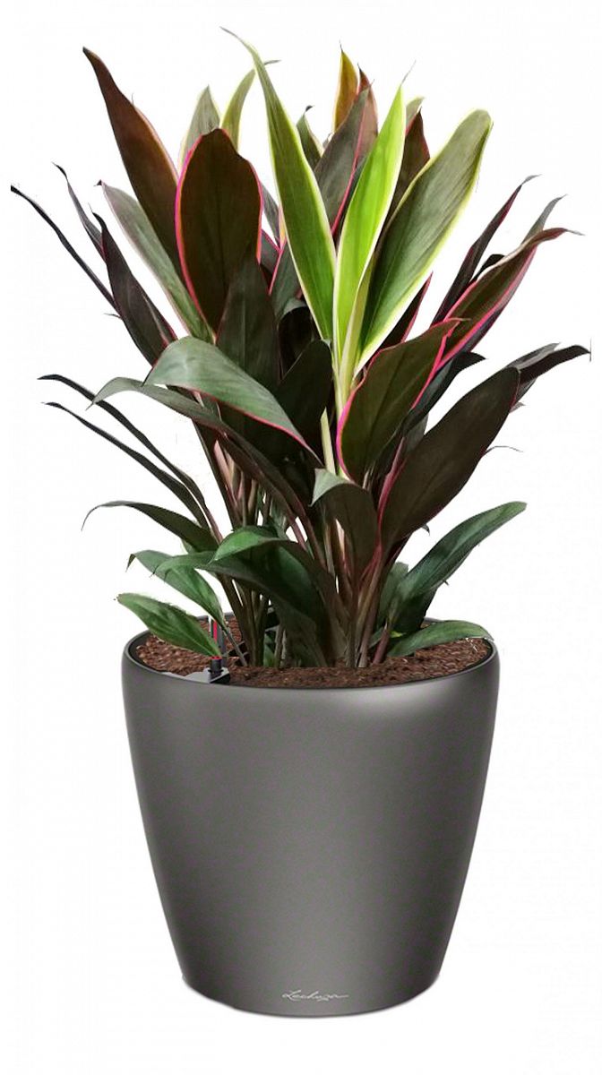 Cordyline in LECHUZA CLASSICO LS Self-watering Planter, Total Height 80 cm