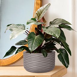 IDEALIST Lite Wave Style Table and Hanging Cylinder Round Plant Pot Dual Use Indoor Planter