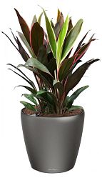 Cordyline in LECHUZA CLASSICO LS Self-watering Planter, Total Height 80 cm
