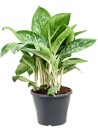 Easy-Care Chinese Evergreen Aglaonema 'Pearl' Indoor House Plants