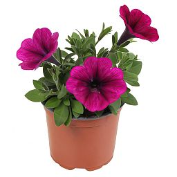 Petunia Famous Pink