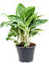 Easy-Care Chinese Evergreen Aglaonema 'Pearl' Indoor House Plants