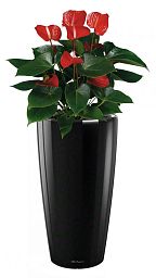 Blooming Anthurium Andraeanum in LECHUZA RONDO Self-watering Planter, Total Height 100 cm