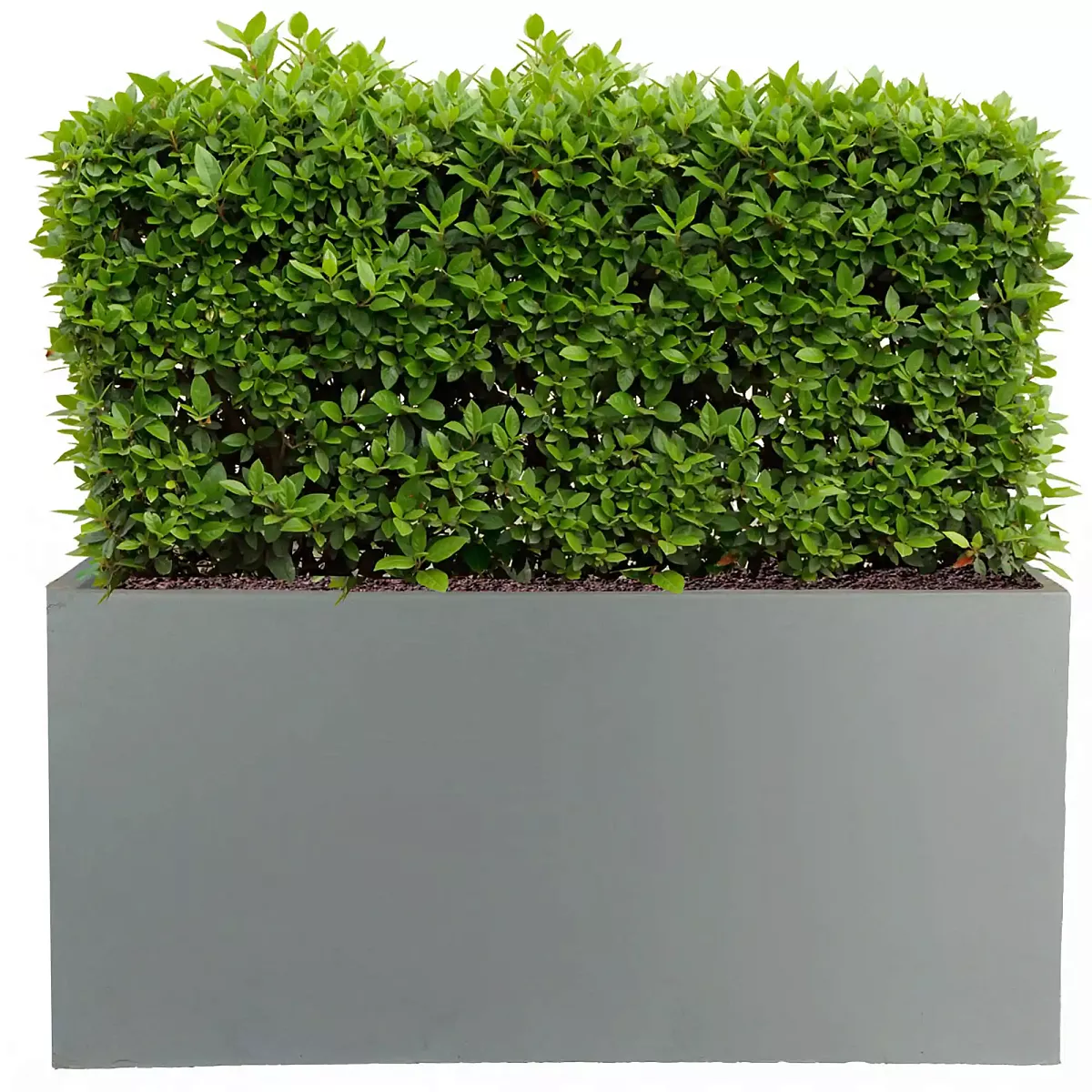 IDEALIST Lite Contemporary Light Concrete Trough Planter