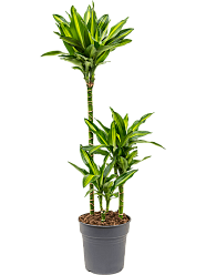 Colorful Corn Plant Dracaena fragrans 'Cintho' Indoor House Plants
