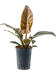 Lush Heart-Leaf Philodendron 'Imperial Red' Indoor House Plants