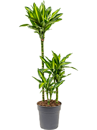 Colorful Corn Plant Dracaena fragrans 'Cintho' Indoor House Plants