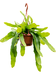 Cheerful Orchid Cactus Epiphyllum pumilum Indoor House Plants
