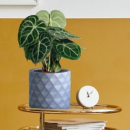 IDEALIST Lite Diamond Style Indoor Hanging Planter