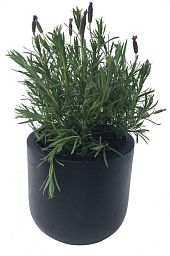 Round Egg Fiberstone Contemporary Planter by Cadix Capi Lux