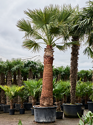 Lush California Fan Palm Washingtonia filifera (475-525) Indoor House Plants