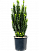 Showy Spindletree Euonymus jap. 'Benkomasaki'