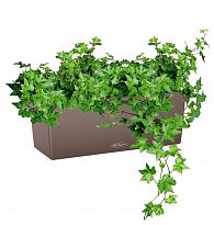 Potted House Plant Ivy in LECHUZA BALCONERA Color Nutmeg Self-watering...