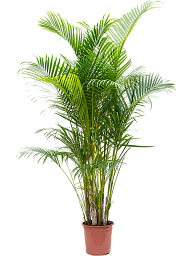 Lush Areca Palm Dypsis (Areca) lutescens Indoor House Plants