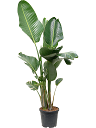 Tropical Bird of Paradise Strelitzia nicolai Indoor House Plants
