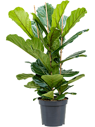 Lush Fiddle Leaf Fig Ficus lyrata Indoor House Plants