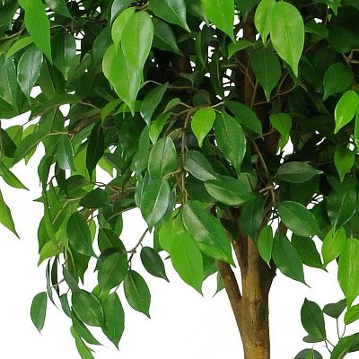 Ficus Natasha Tropical Artificial Tree Plant
