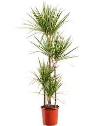 Easy-Care Corn Plant Dracaena marginata 'Golden Dragon' Tall Indoor House Plants Trees