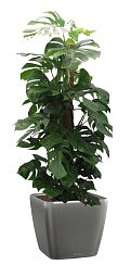 Monstera Deliciosa in LECHUZA QUADRO LS 43 Self-watering Planter, Total Height 150 cm