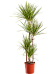 Easy-Care Corn Plant Dracaena marginata 'Golden Dragon' Tall Indoor House Plants Trees