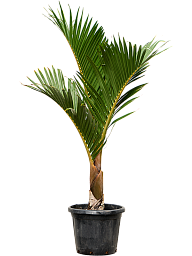 Lush Spindle Palm Hyophorbe verschaffeltii Tall Indoor House Plants Trees