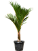 Lush Spindle Palm Hyophorbe verschaffeltii Tall Indoor House Plants Trees