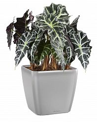 Alocasia Polly in LECHUZA QUADRO LS Self-watering Planter, Total Height 70 cm