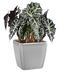 Alocasia Polly in LECHUZA QUADRO LS Self-watering Planter, Total Height 70 cm