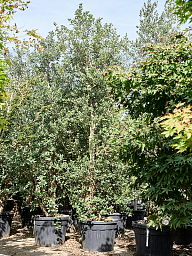 Quercus suber