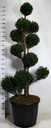 Photogenic English Yew Taxus baccata