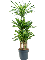 Easy-Care Corn Plant Dracaena fragrans 'Riki' Tall Indoor House Plants Trees