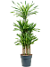 Easy-Care Corn Plant Dracaena fragrans 'Riki' Tall Indoor House Plants Trees