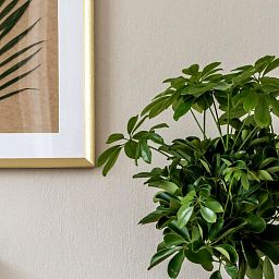 Schefflera Arboricola Gold Capella in LECHUZA QUADRO LS 43 Self-watering Planter, Total Height 180 c