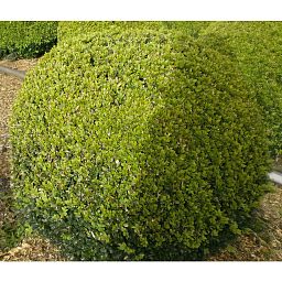 Photogenic Boxwood Buxus standard - MONO BALL, Box standard (Buxus sempervirens)