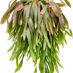 Photogenic Mistletoe Cactus Rhipsalis ramulosa 'Red Coral' Indoor House Plants