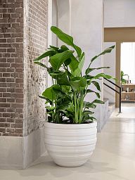 Tropical Bird of Paradise Strelitzia nicolai Indoor House Plants