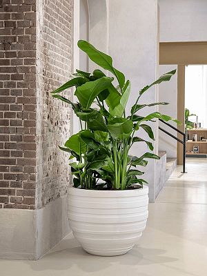 Tropical Bird of Paradise Strelitzia nicolai Indoor House Plants
