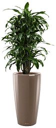 Dracaena Fragrans Arturo in LECHUZA RONDO Self-watering Planter, Total Height 160 cm
