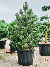 Pinus mugo 'Gnom'