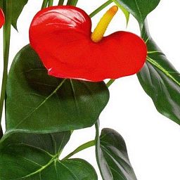 Anthurium Artificial Flower Plant
