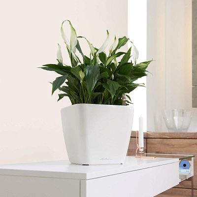LECHUZA Quadro LS Square Poly Resin Self-watering Planter