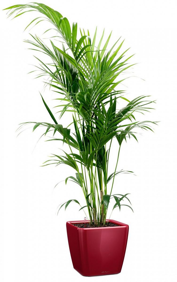 Howea Forsteriana in LECHUZA QUADRO LS Self-watering Planter, Total Height 160 cm
