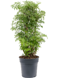 Lush Chinese Aralia (Polyscias) 'Ming' Indoor House Plants