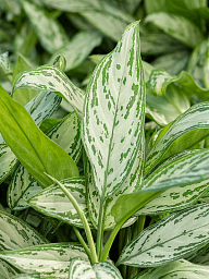 Lush Chinese Evergreen Aglaonema 'Silver Queen' Indoor House Plants